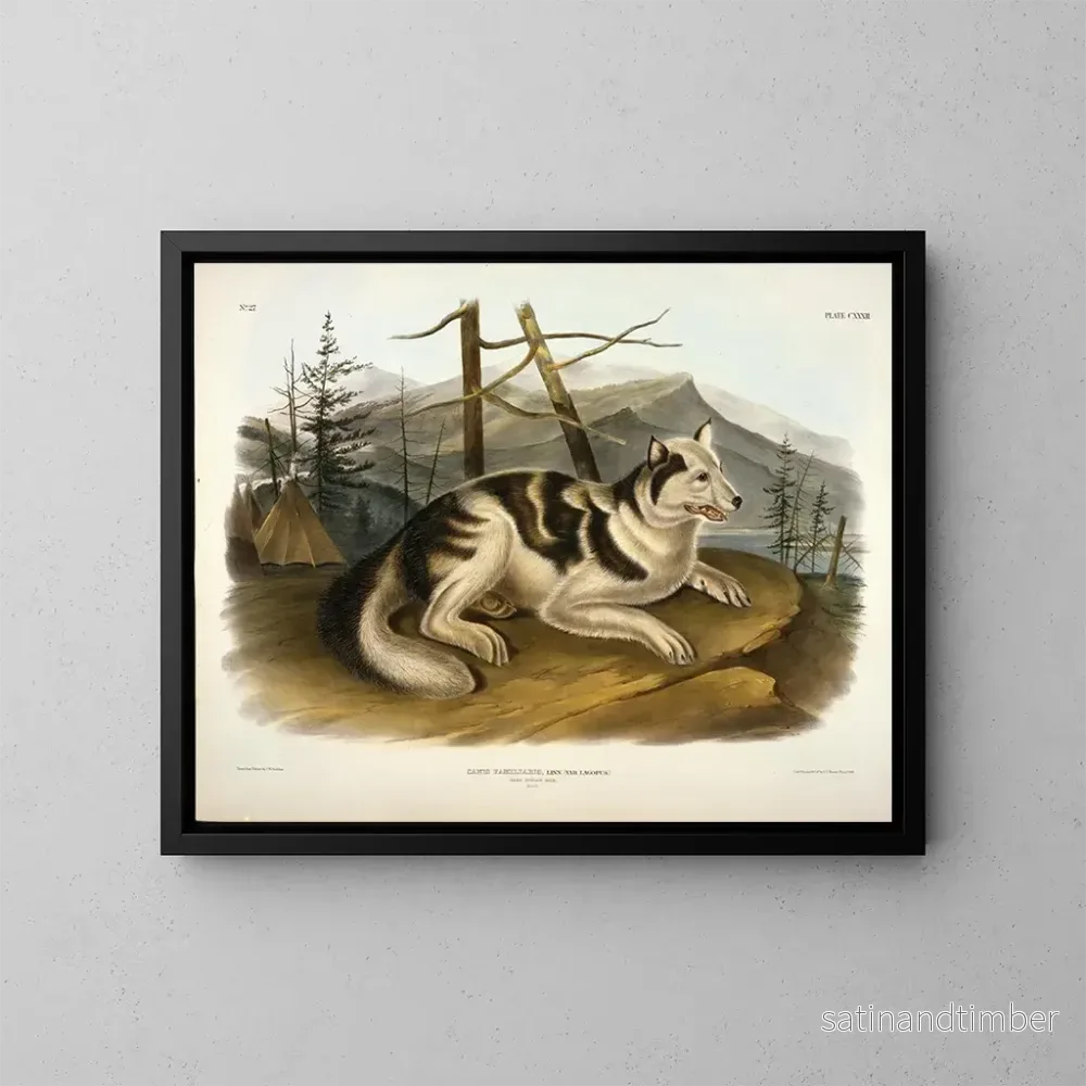 Reproduktion av målningen av den indiska hunden från Hare - John Woodhouse Audubon