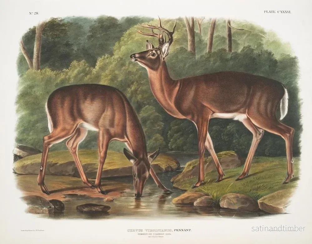 Reproduktion av målningen av Virginie älg, hane och hona, åldrade - John Woodhouse Audubon - Bild 2
