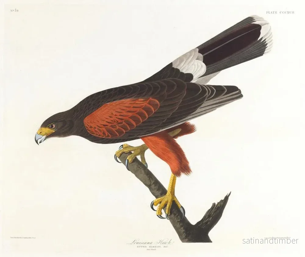 Reproduktion av målningen Faucon de Louisiane - John James Audubon - Bild 2
