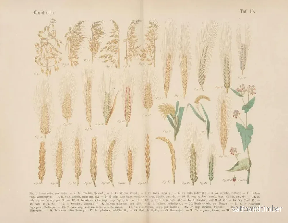 Reproduktion av målningen Manuel de botanique pratique en mots et en images Pl13 - Carl Hoffmann - Bild 2
