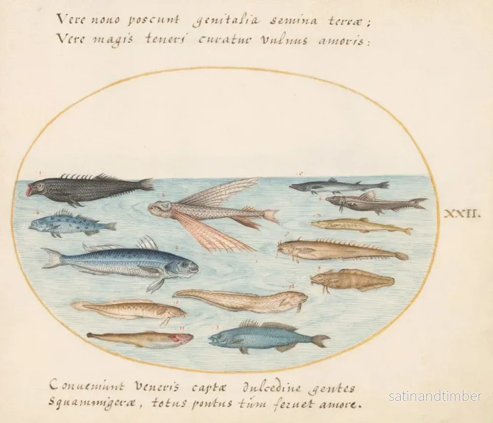 Reproduktion av målningen Planche 22: Flygande fisk, ål och andra fiskar - Joris Hoefnagel - Bild 2
