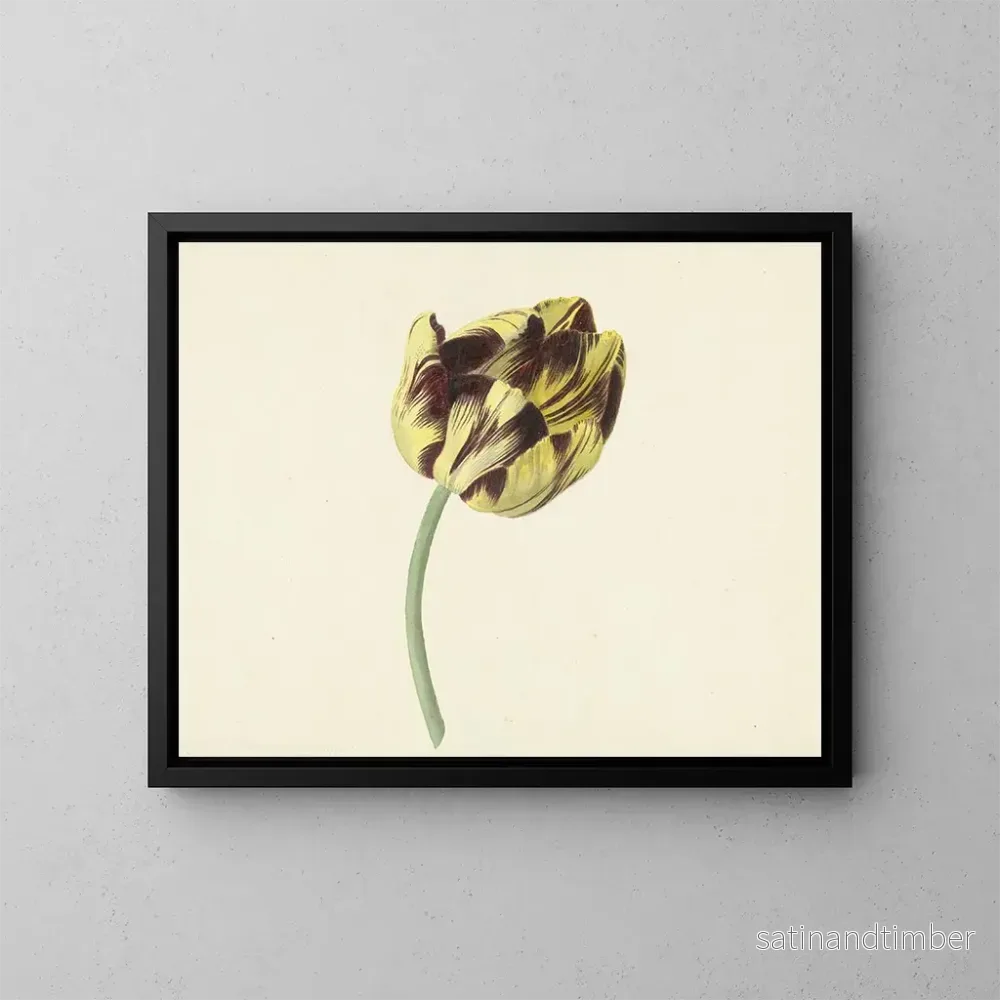 Reproduktion av målningen Tulipa kallad Bizard Pontife Romain – Cornelis van Noorde Reproduktion av målningen Tulipa kallad Bizard Pontife Romain – Cornelis van Noorde