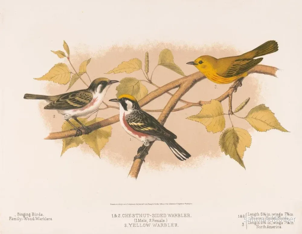 Reproduktion av målningen 1 2 Paruline à flancs châtaigne 1 Mâle 2 Femelle 3 Paruline jaune - Louis Prang Co - Bild 2