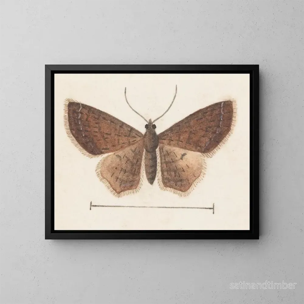 Reproduktion av målningen Aquarelle d'entomologie Pl152 - George Hudson