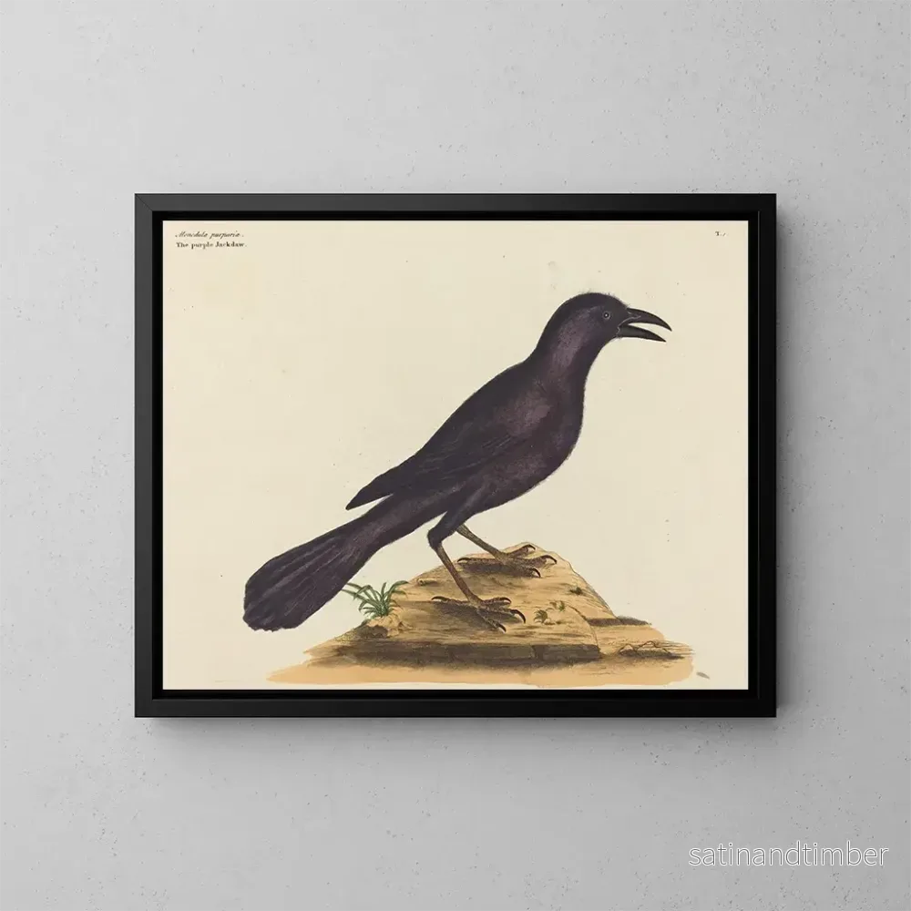 Reproduktion av målningen Le corbeau violet – Mark Catesby Reproduktion av målningen Le corbeau violet – Mark Catesby