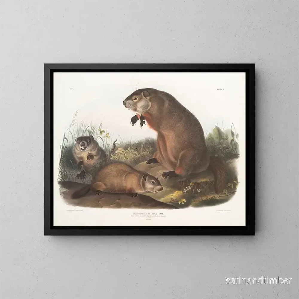 Reproduktion av målningen Marmotte du Maryland - John Woodhouse Audubon