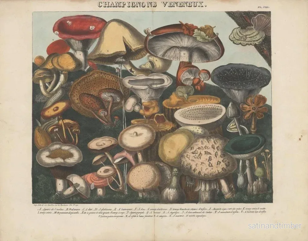 Reproduktion av målningen Atlas över misstänkta och giftiga ätbara svampar Pl08 - Michel Étienne Descourtilz - Bild 2