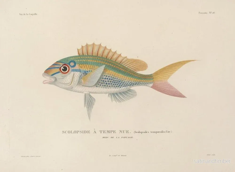 Resa runt världen — plansch 033 — Louis-Isidore Duperrey - Bild 2