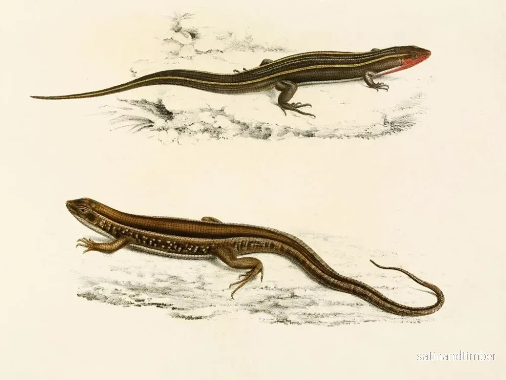 Reproduktion av målningen Gerrhosaurus bibroni Gerrhosaurus typicus - Sir Andrew Smith - Bild 2