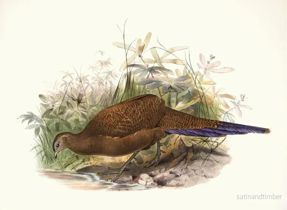 Reproduktion av målningen av Sumatra-hönan - Joseph Smit - Bild 2