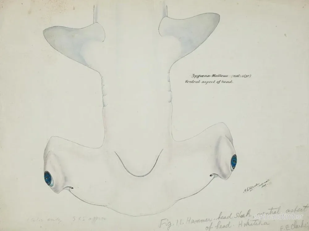 Reproduktion av målningen Tête de requin marteau (Sphyrna zygaena) vue ventrale - Frank Edward Clarke - Bild 2