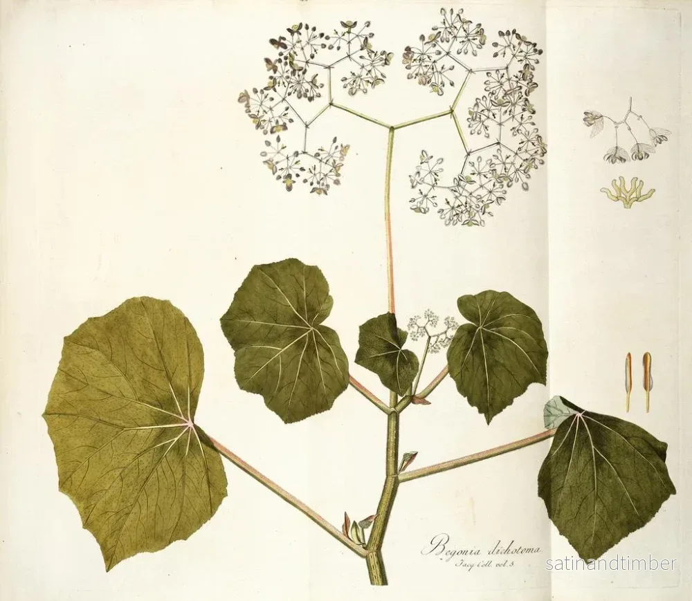 Reproduktion av målningen Begonia dichotome - Nikolaus Joseph Freiherr von Jacquin - Bild 2