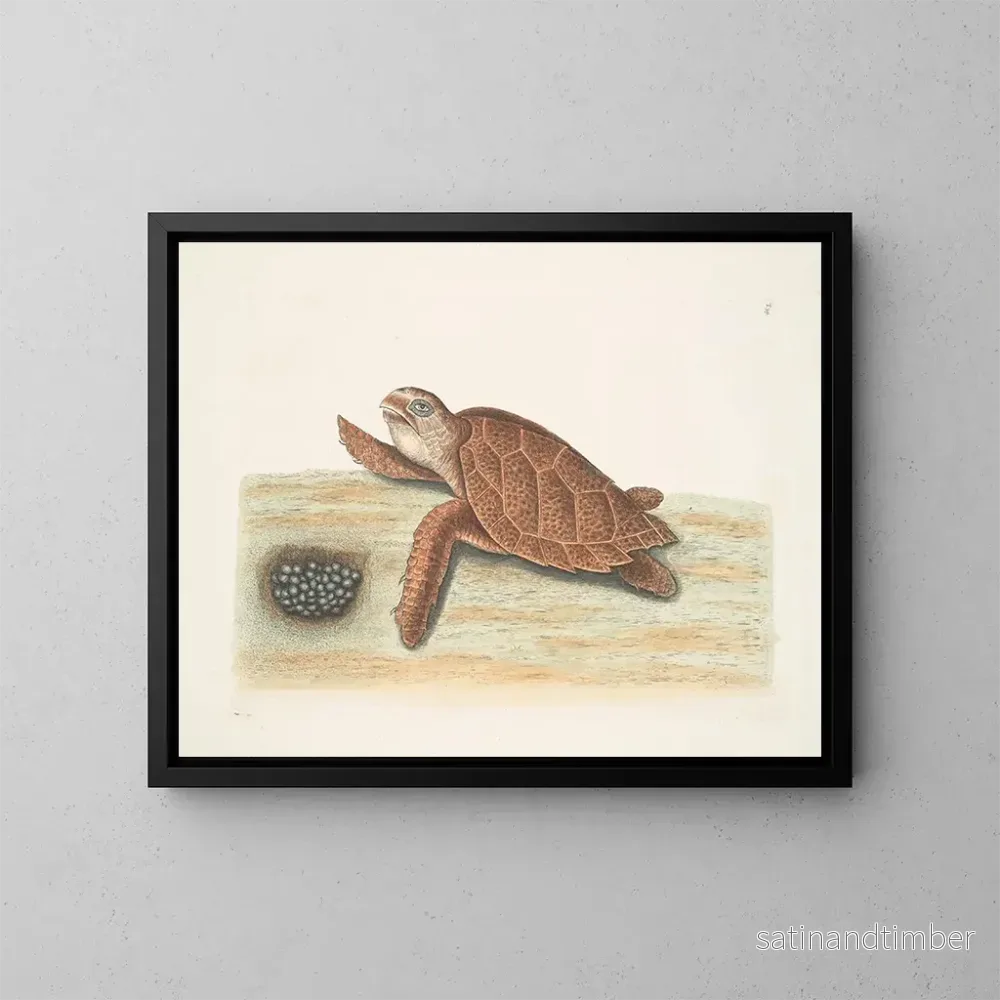 Reproduktion av målningen Tortue caouanne - Mark Catesby