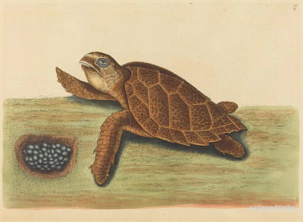 Reproduktion av målningen La tortue imbriquée - Mark Catesby - Bild 2