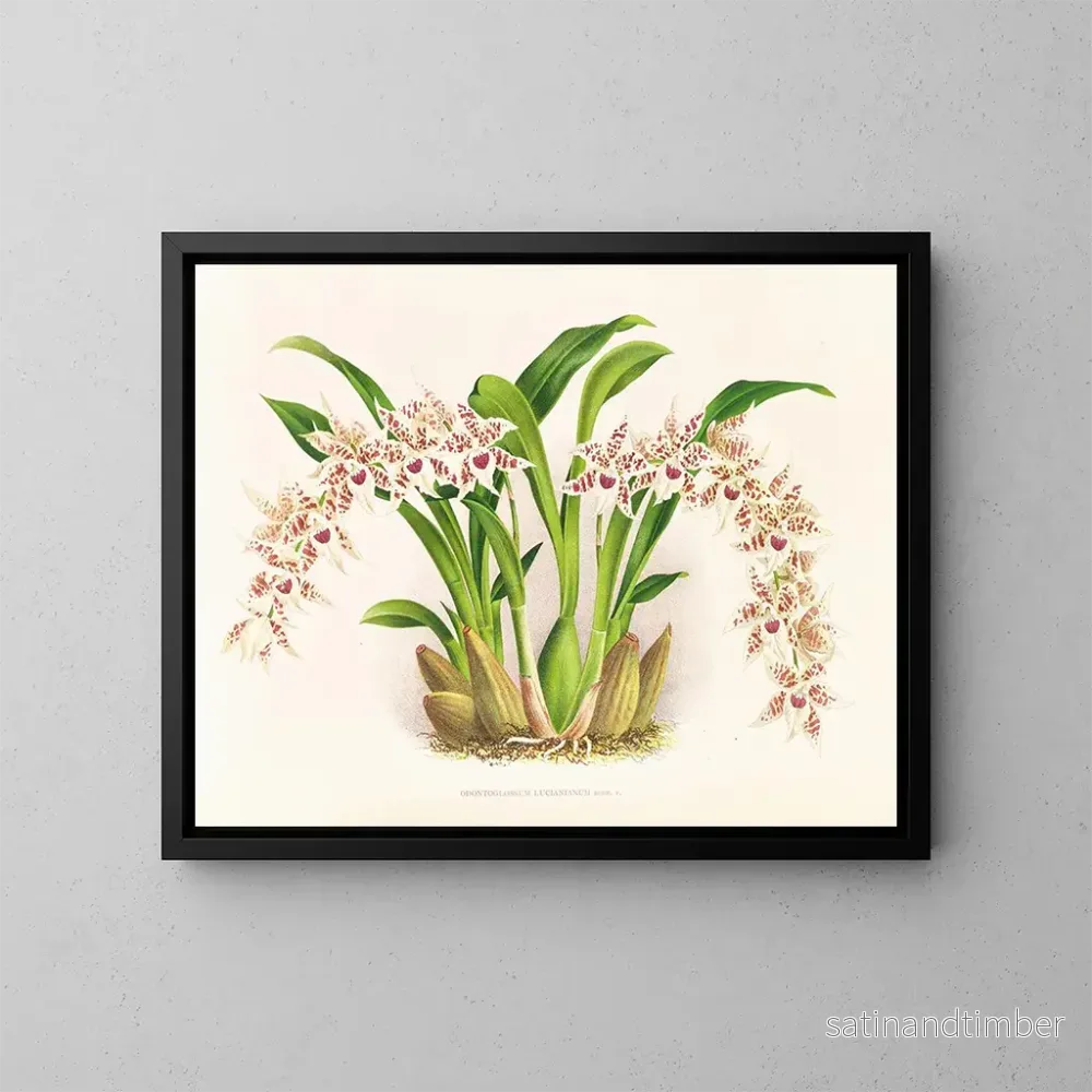 Reproduktion av målningen Odontoglossum lucianianum - Jean Jules Linden
