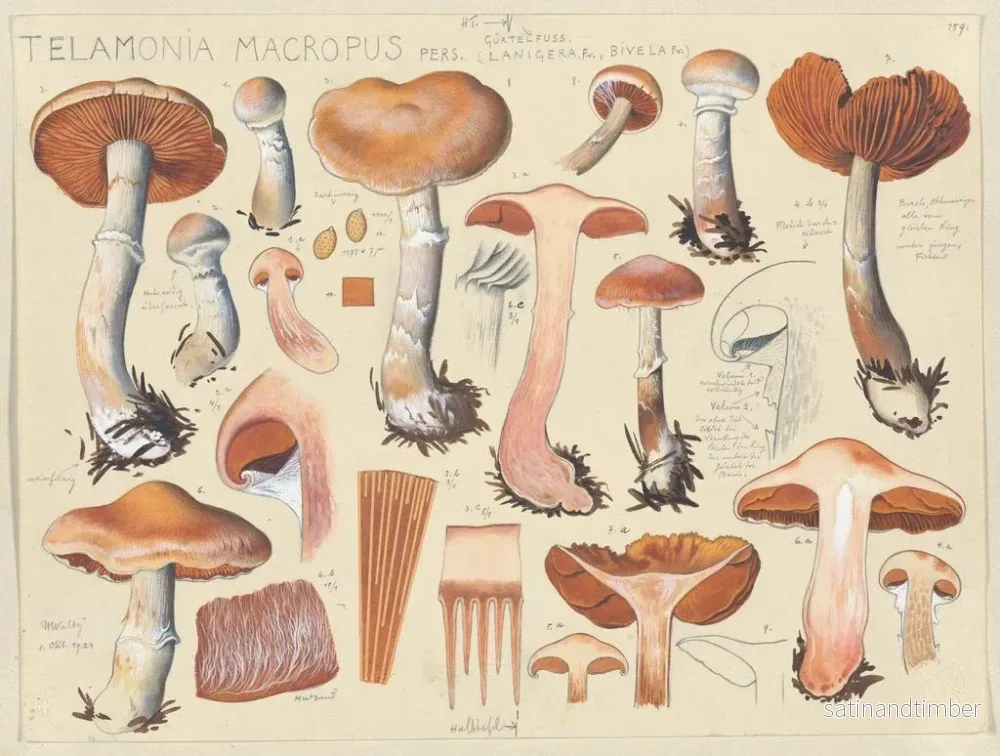 Reproduktion av målningen Telamonia macropus - Hans Baldung - Bild 2