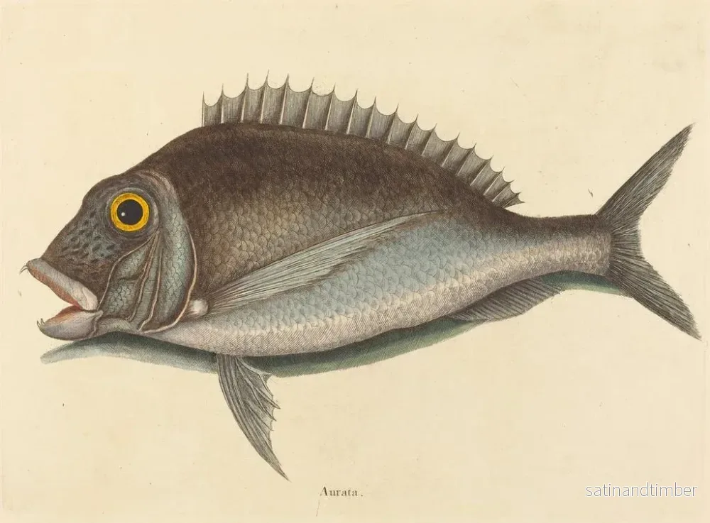 Reproduktion av målningen Le Porgy Sparus chrysops - Mark Catesby - Bild 2