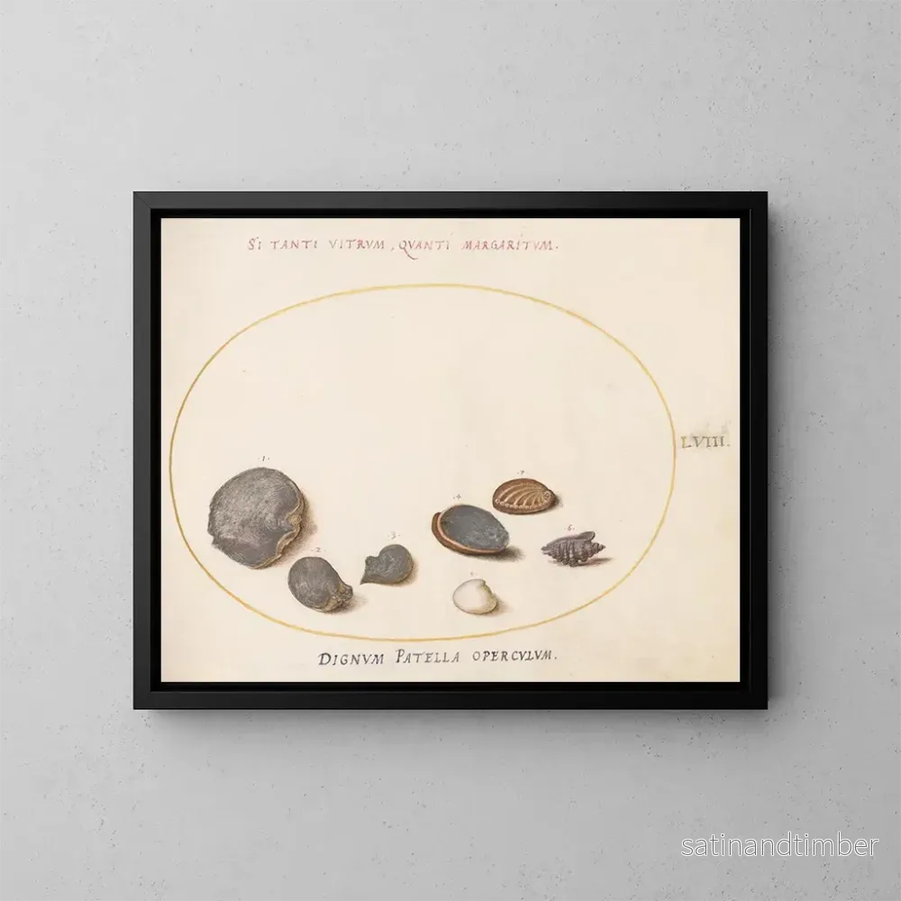 Reproduktion av målningen Platine 58 Skaldjur, inklusive abalone - Joris Hoefnagel