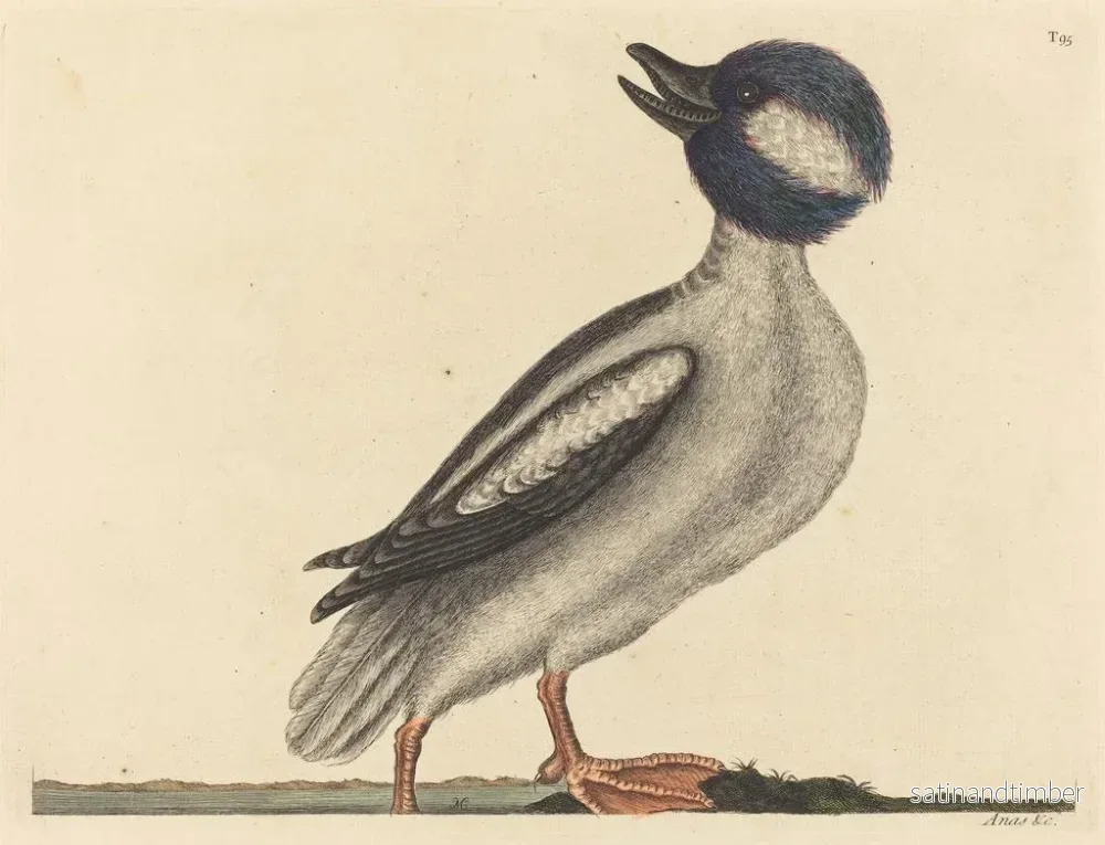 Reproduktion av målningen Le canard à tête de buffle - Mark Catesby - Bild 2