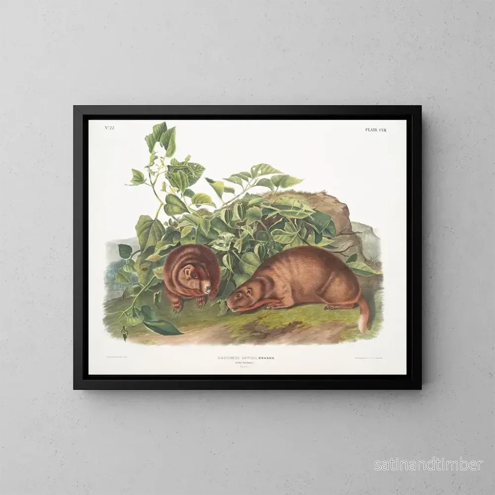 Reproduktion av målningen Marmotte av Lewis i naturlig storlek - John Woodhouse Audubon