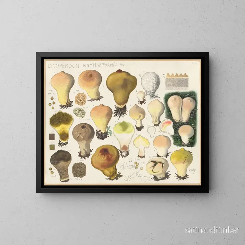 Reproduktion av målningen Lycoperdon mammaeforme - Hans Baldung