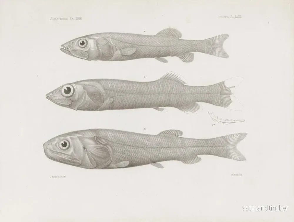 Reproduktion av målningen Mémoires du Muséum de zoologie comparée de Harvard College Pl58 - Musée de Zoologie Comparée de l'Université Harvard - Bild 2