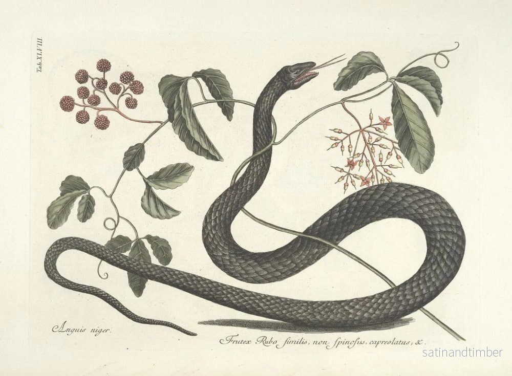 Reproduktion av målningen Bilder av fisk, ormar, insekter och andra djur samt vissa växter Pl048 - Mark Catesby - Bild 2