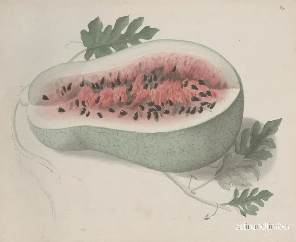 Reproduktion av målningen Histoire naturelle de Saint-Domingue Pl190 - René de Rabi - Bild 2