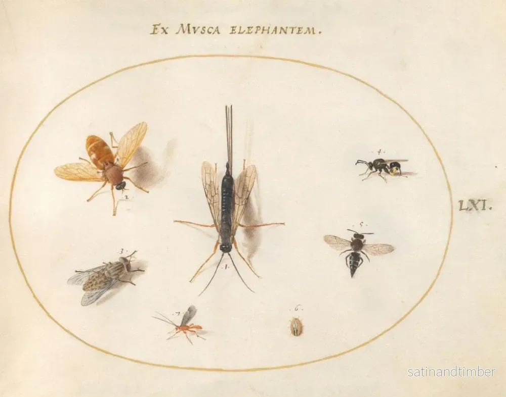 Reproduktion av målningen Platina 61 Sept insekter inklusive flugor - Joris Hoefnagel - Bild 2