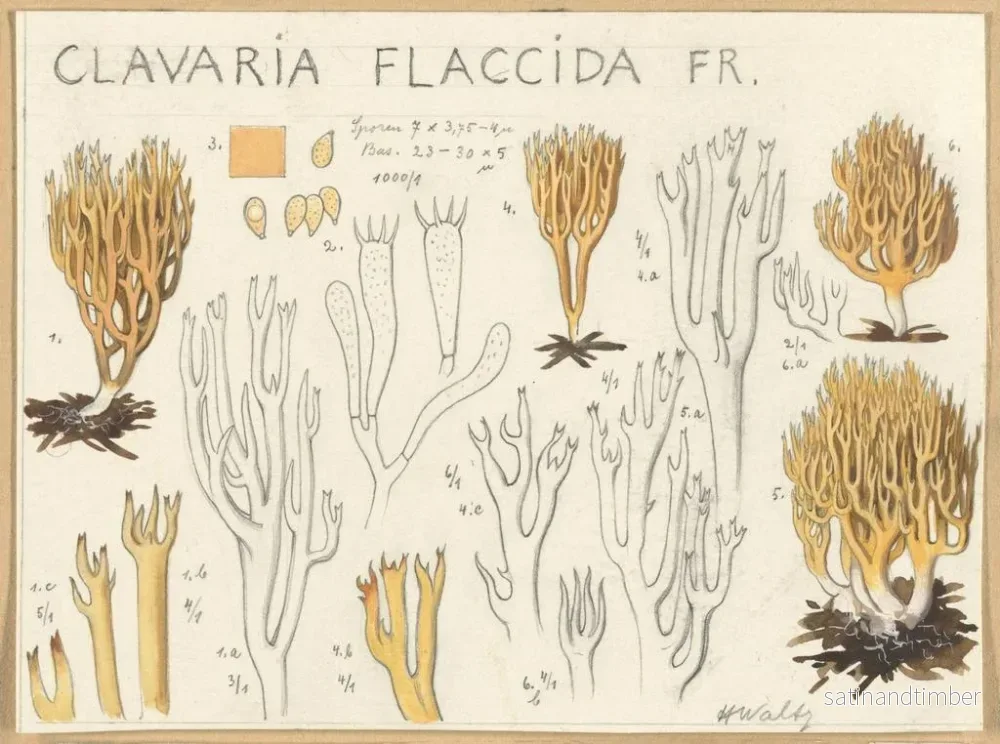 Reproduktion av målningen Clavaria flaccida - Hans Baldung - Bild 2