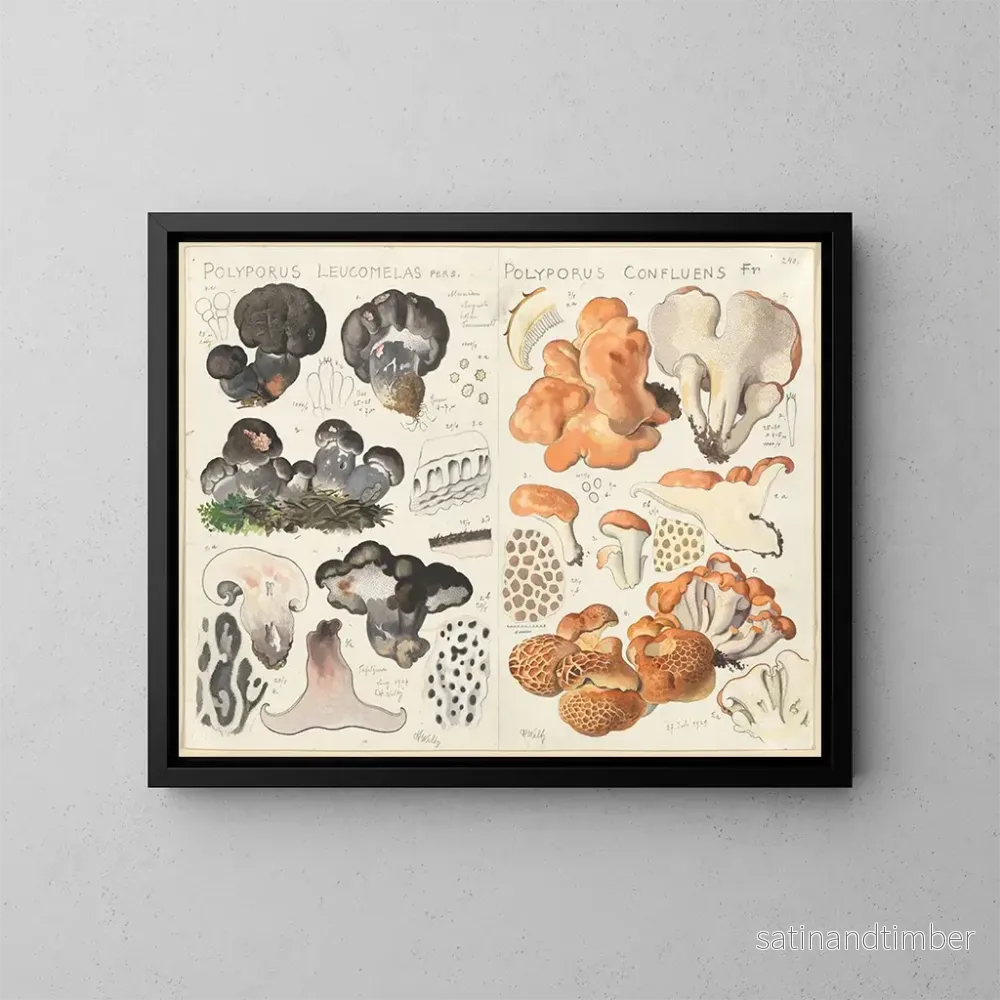 Reproduktion av målningen Polypore leucomèle Polypore confluent - Hans Baldung