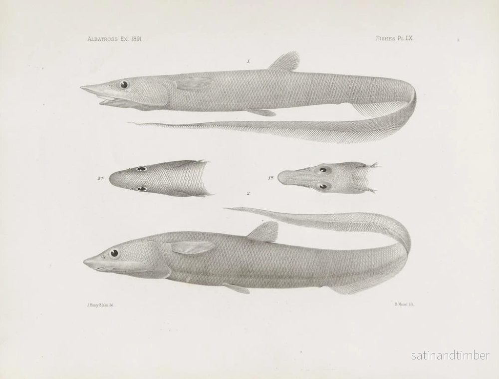 Reproduktion av målningen Mémoires du Muséum de zoologie comparée de Harvard College Pl60 - Musée de Zoologie Comparée de l'Université Harvard - Bild 2
