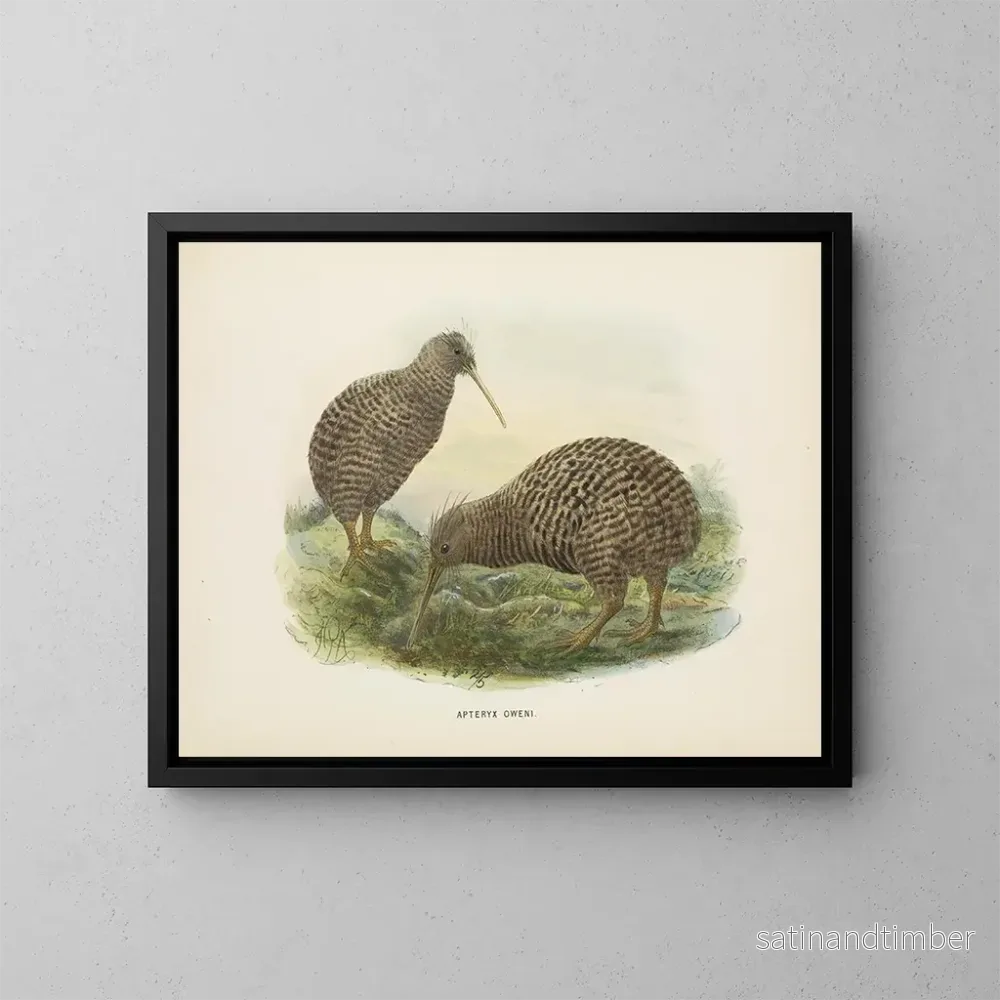 Reproduktion av målningen Apteryx oweni - John Gerrard Keulemans