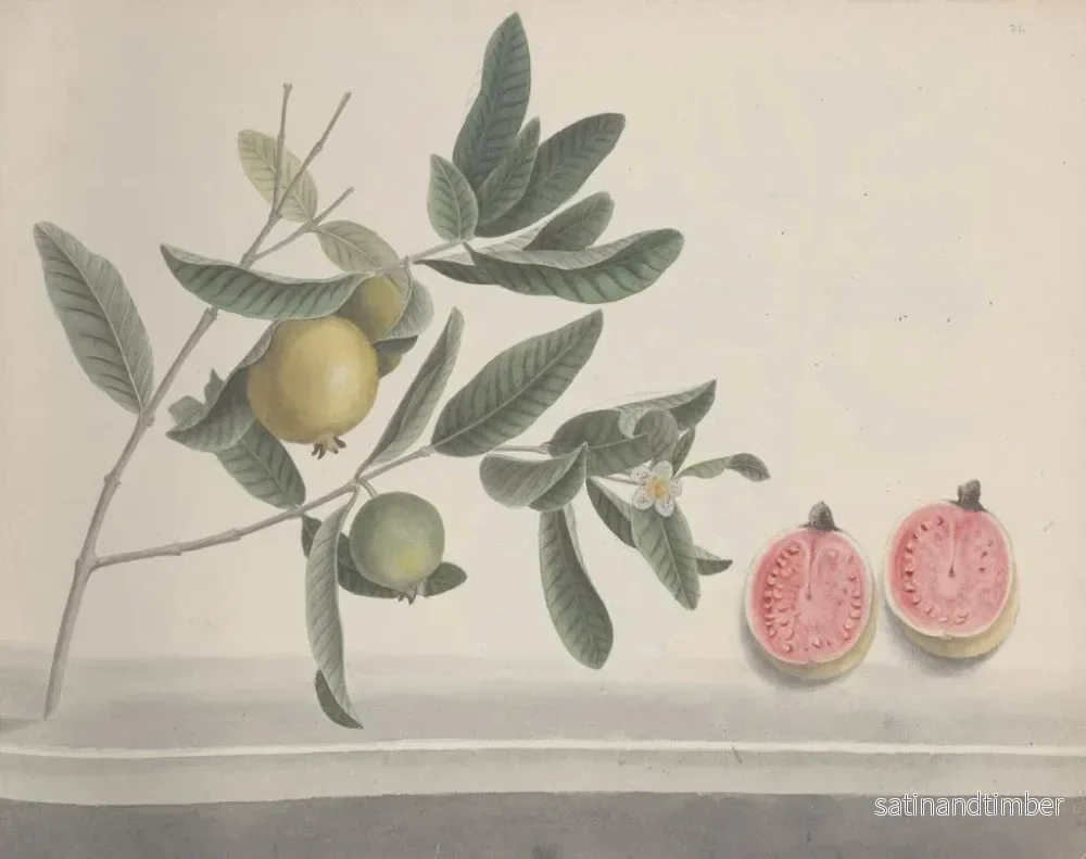Reproduktion av målningen Histoire naturelle de Saint-Domingue Pl152 - René de Rabi - Bild 2