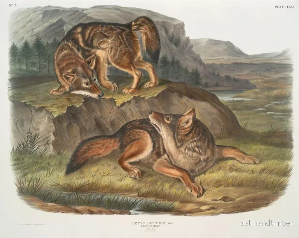 Reproduktion av målningen av den manliga varg i prärien - John Woodhouse Audubon - Bild 2