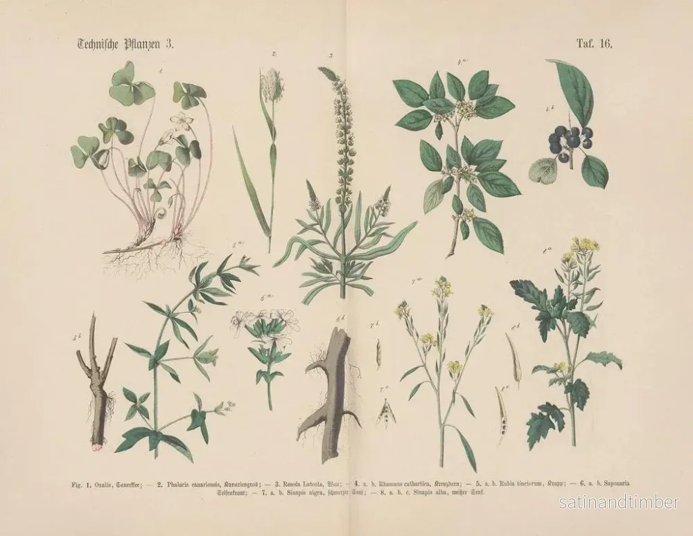 Reproduktion av målningen Manuel de botanique pratique en mots et en images Pl16 - Carl Hoffmann - Bild 2