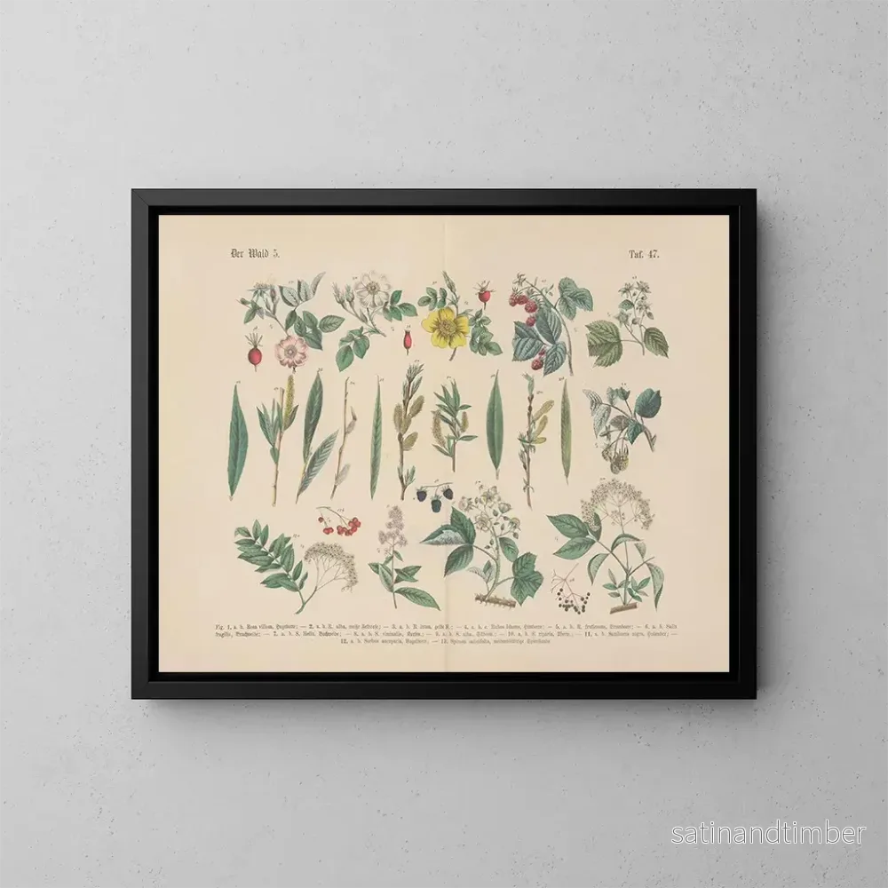 Reproduktion av målningen Manuel pratique de botanique en mots et en images Pl47 - Carl Hoffmann