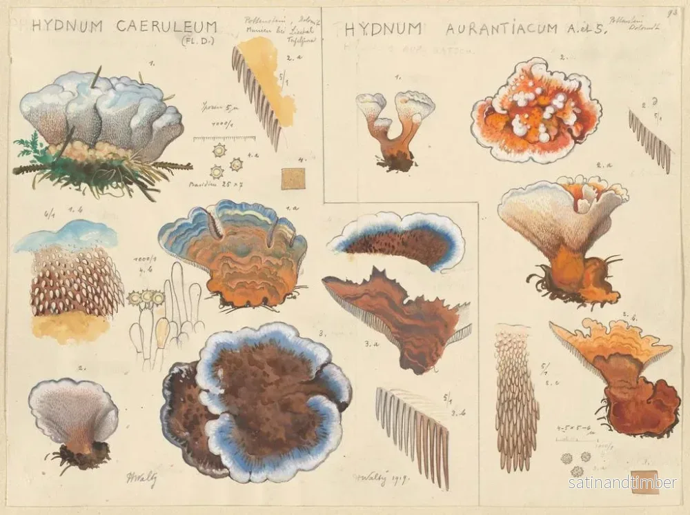Reproduktion av målningen Hydne blå Hydne orange - Hans Baldung - Bild 2