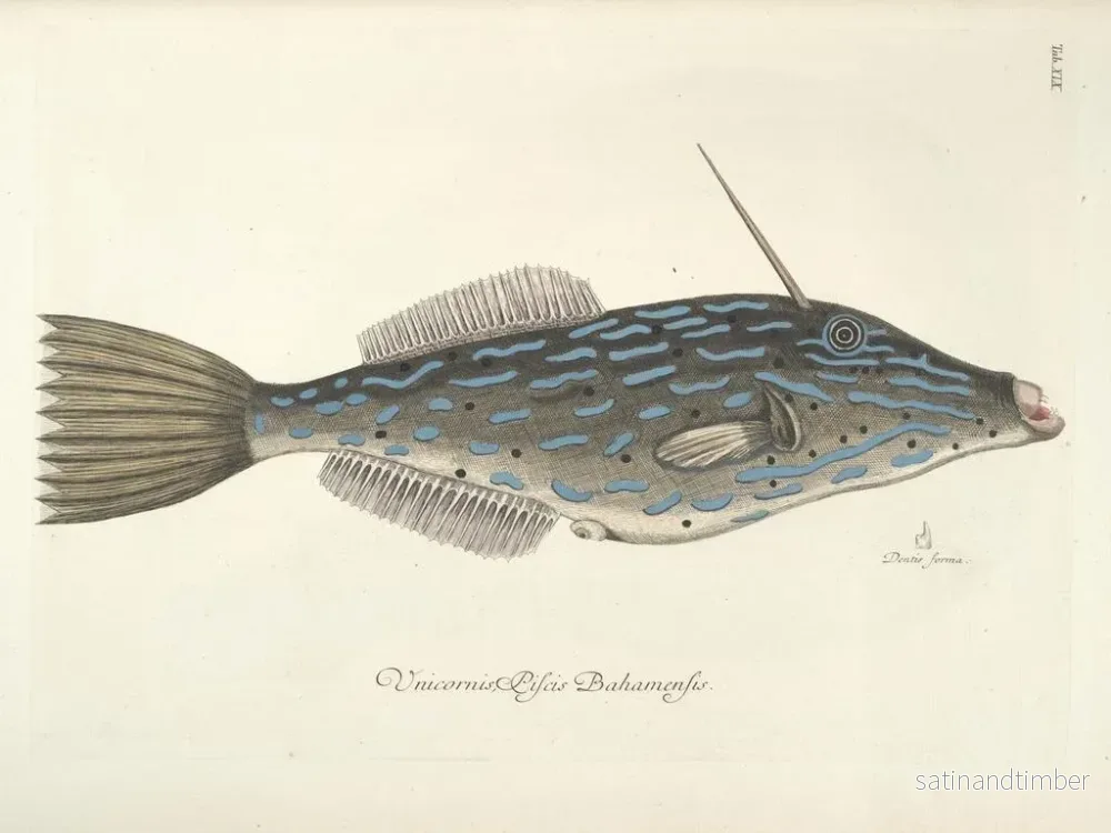 Reproduktion av målningen Bilder av fiskar, ormar, insekter och andra djur samt vissa växter Pl019 - Mark Catesby - Bild 2