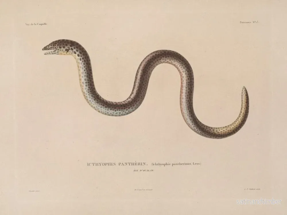 Resa runt världen — plansch 020 — Louis-Isidore Duperrey - Bild 2