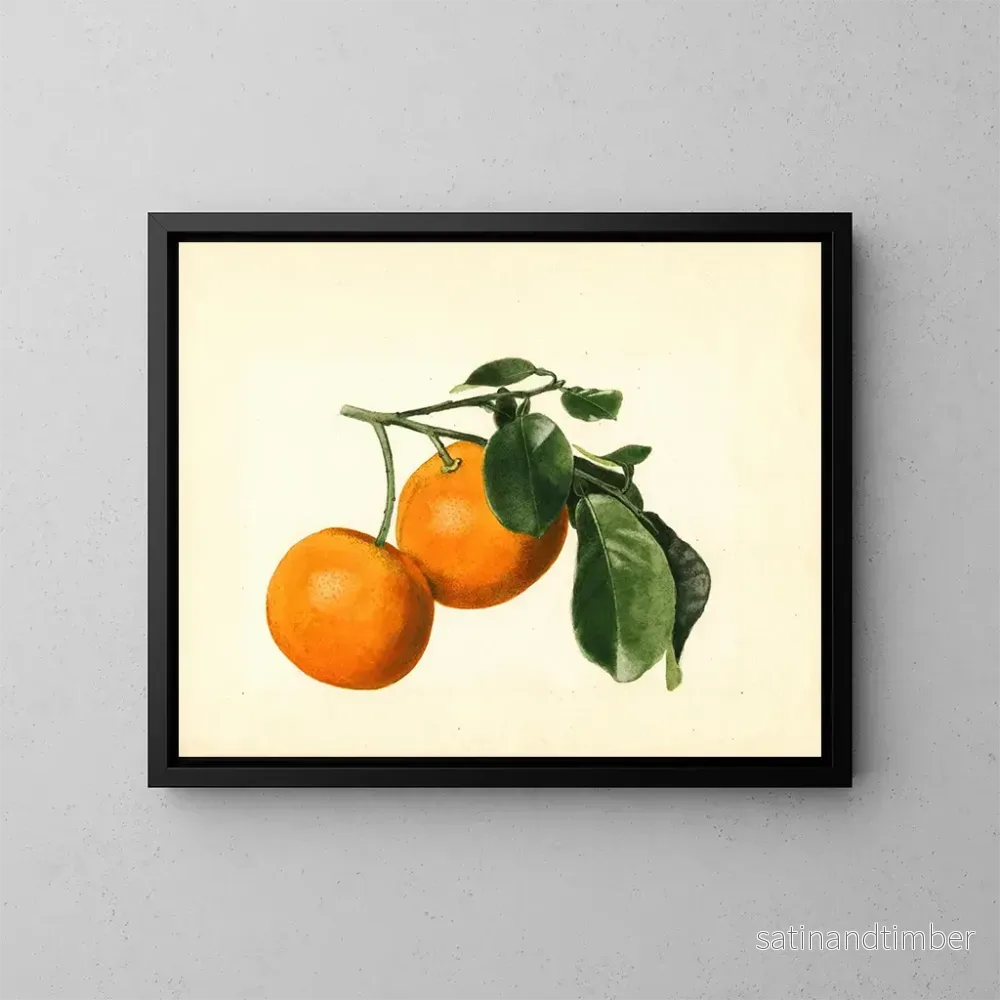 Reproduktion av målningen Citrus aurantium acide x 23 - James Marion Shull
