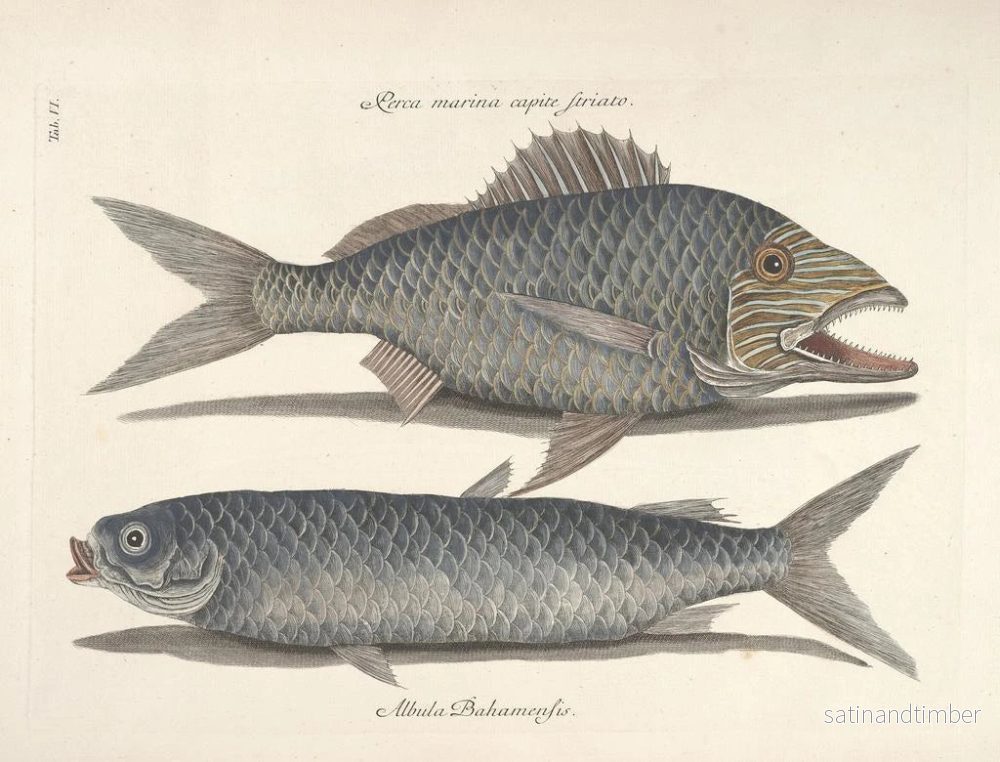 Reproduktion Bilder av fisk, ormar, insekter – Mark Catesby — plansch 006 - Bild 2