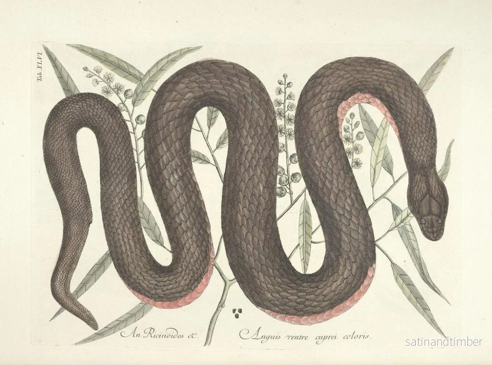 Reproduktion av målningen Bilder av fiskar, ormar, insekter och andra djur samt vissa växter Pl046 - Mark Catesby - Bild 2