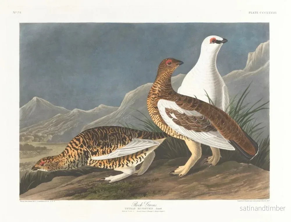 Reproduktion av målningen av klippformationer - John James Audubon - Bild 2