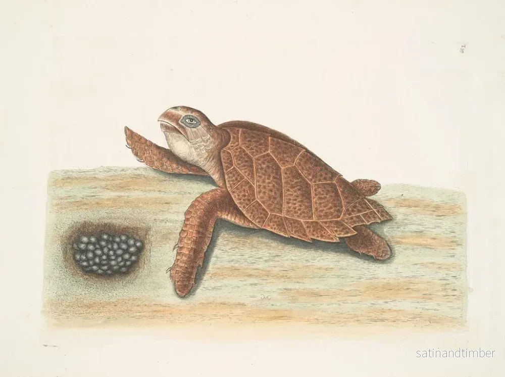 Reproduktion av målningen Tortue caouanne - Mark Catesby - Bild 2