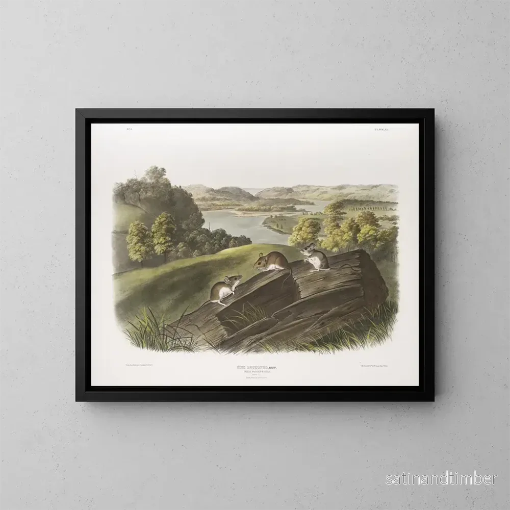 Reproduktion av målningen Mus med vita tassar i naturlig storlek Han, hona och unge - John Woodhouse Audubon
