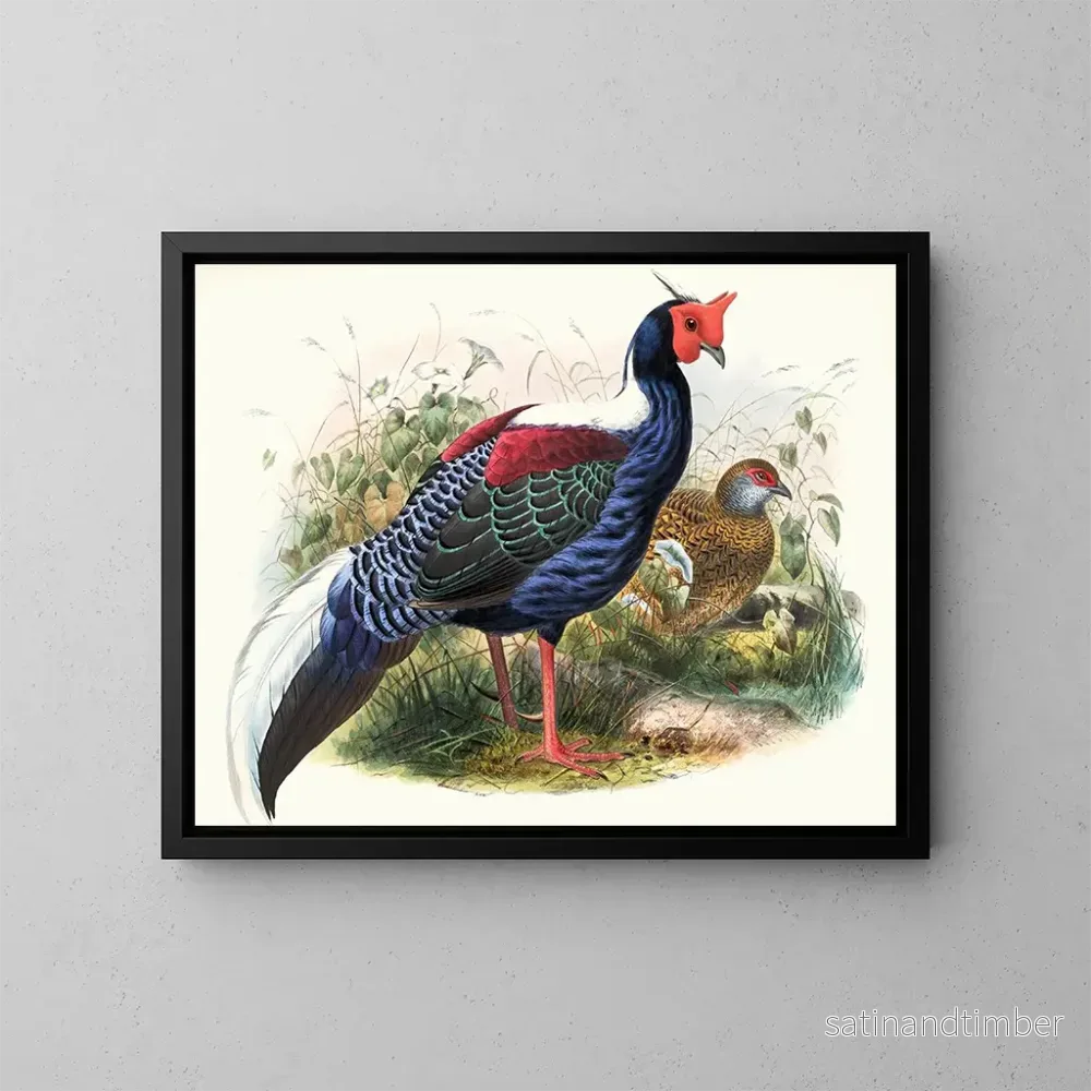 Reproduktion av målningen Euplocomus Swinhoei – Joseph Smit Reproduktion av målningen Euplocomus Swinhoei – Joseph Smit