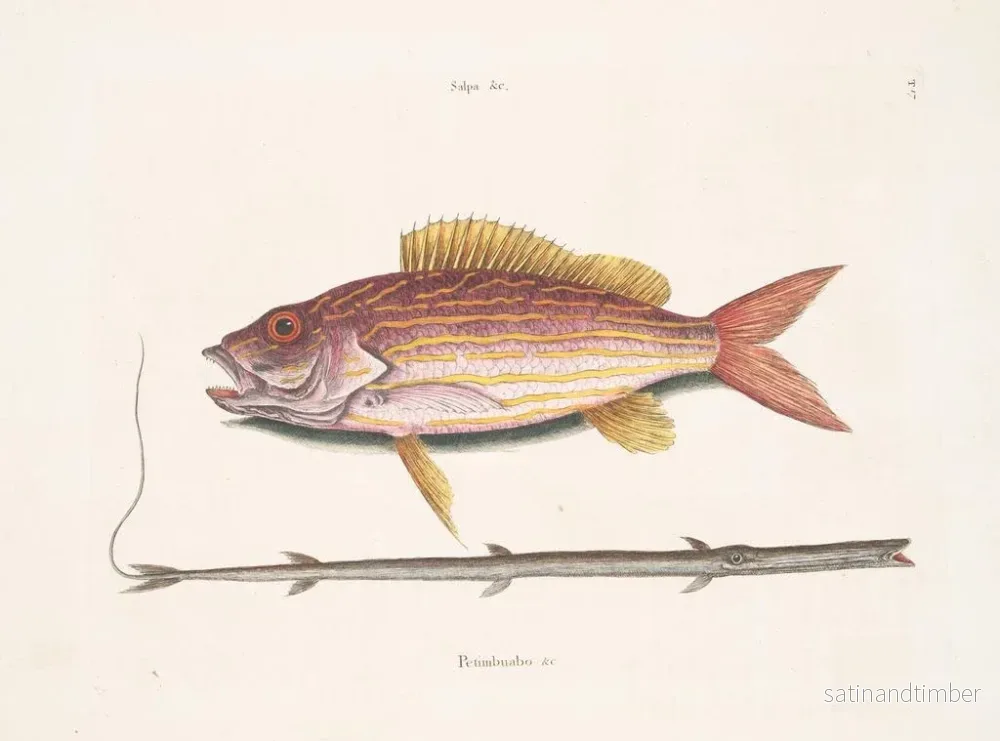 Reproduktion av målningen Le poisson-tobacco - Mark Catesby - Bild 2