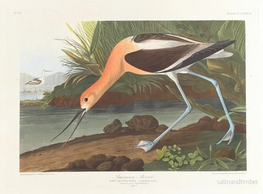 Reproduktion av målningen av Amerikansk trana ung i vinterdräkt - John James Audubon - Bild 2