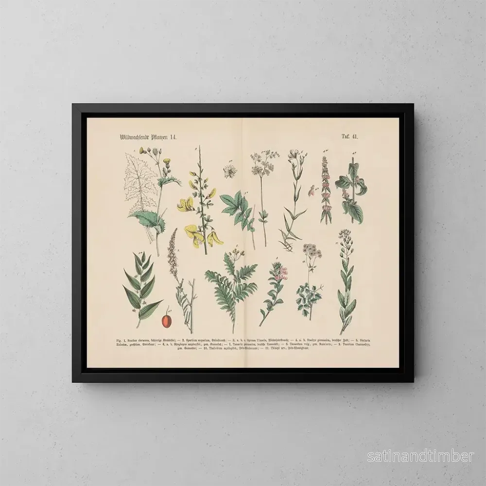 Reproduktion av målningen Manuel de botanique pratique en mots et en images Pl41 - Carl Hoffmann